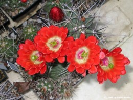 Echinocereus coccineus Form    